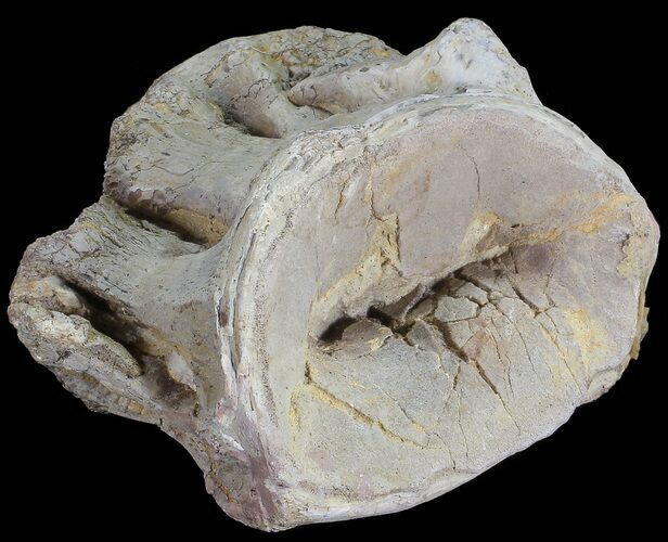 Xiphactinus (Cretaceous Fish) Vertebrae - Kansas #68964